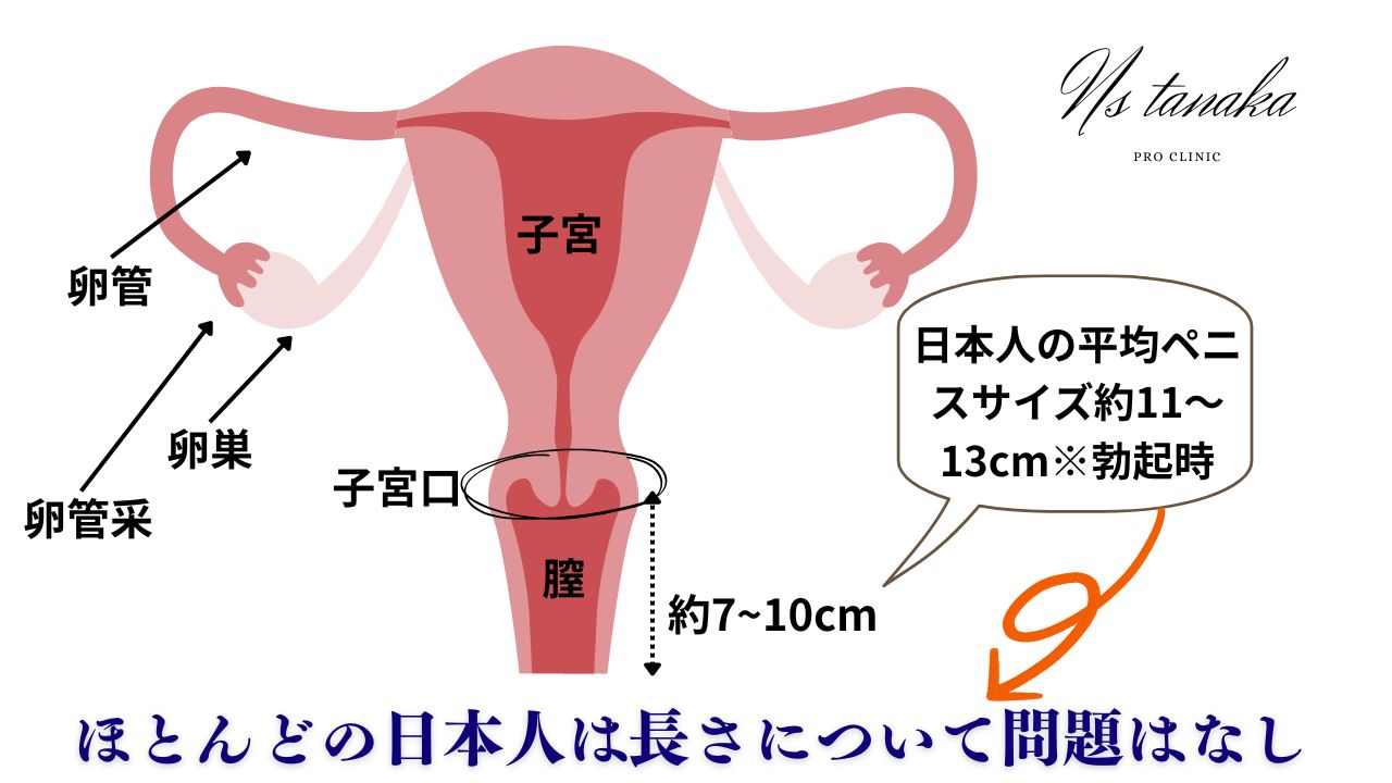 「女性骨盤の断面図における膣と子宮の位置関係を示す医療イラスト。平均膣長7〜10cm、子宮頸部との接続部、Gスポット・ポルチオの位置を明示。」