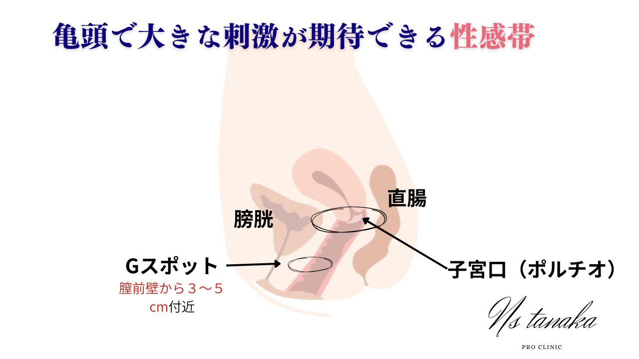 「女性骨盤の断面図における膣と子宮の位置関係を示す医療イラスト。平均膣長7〜10cm、子宮頸部との接続部、Gスポット・ポルチオの位置を明示。」
